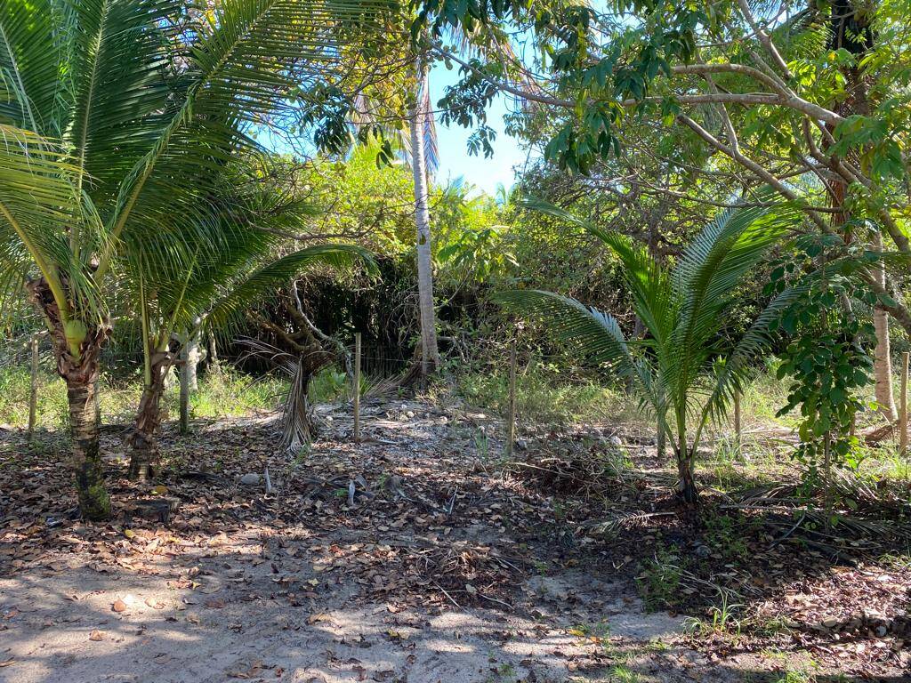 Terreno, 15 hectares - Foto 6