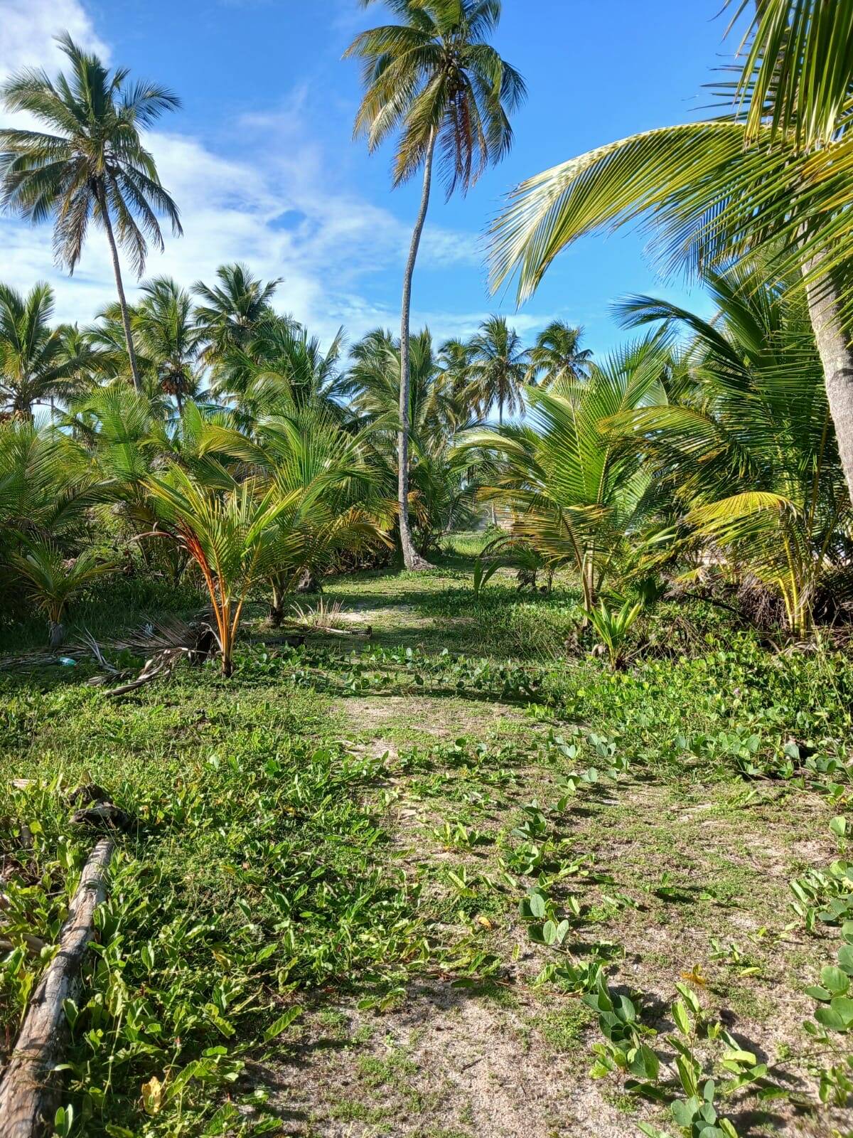 Terreno, 10000 m² - Foto 2