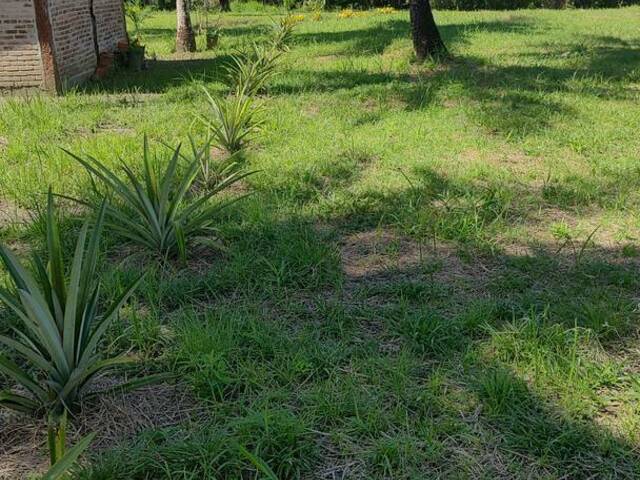 #596 - Terreno para Venda em Uruçuca - BA