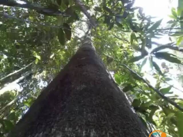 Sítio para Venda em Uruçuca - 4