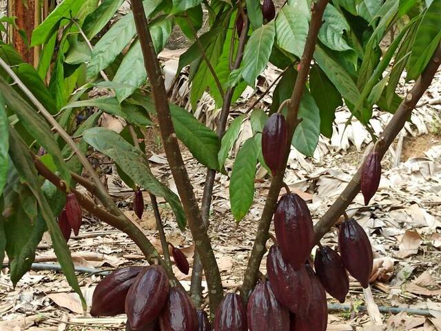 #681 - Fazenda para Venda em Marau - BA