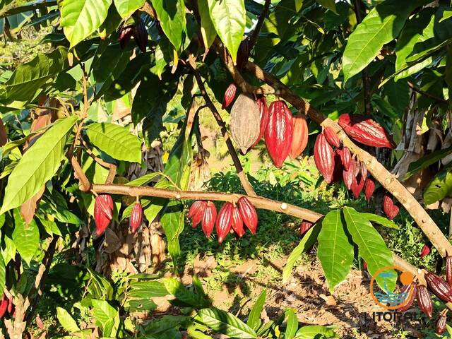 Fazenda para Venda em Marau - 5
