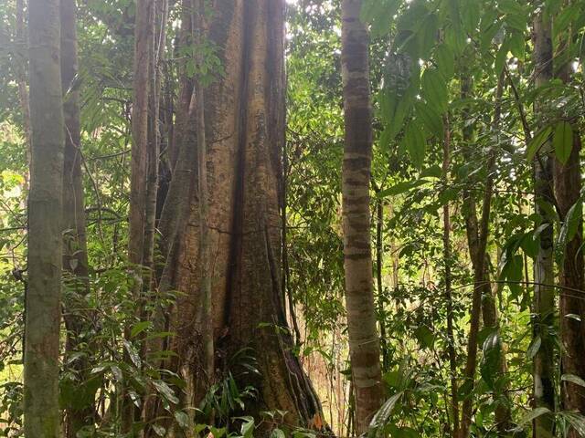 #731 - Área para Venda em Uruçuca - BA