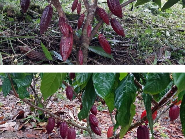 Área para Venda em Uruçuca - 4