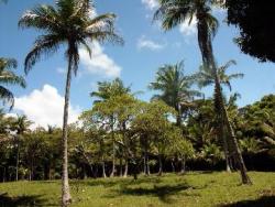 #72 - Fazenda para Venda em Itacaré - BA - 1